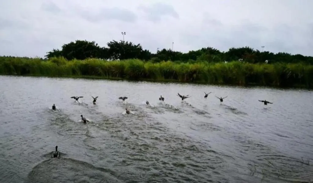 Zhuhai Golden Gulf Golf Glub