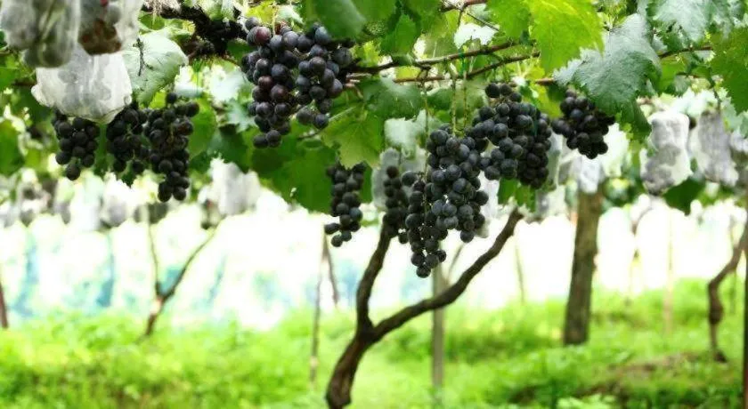 Pataleban Vineyard Resort