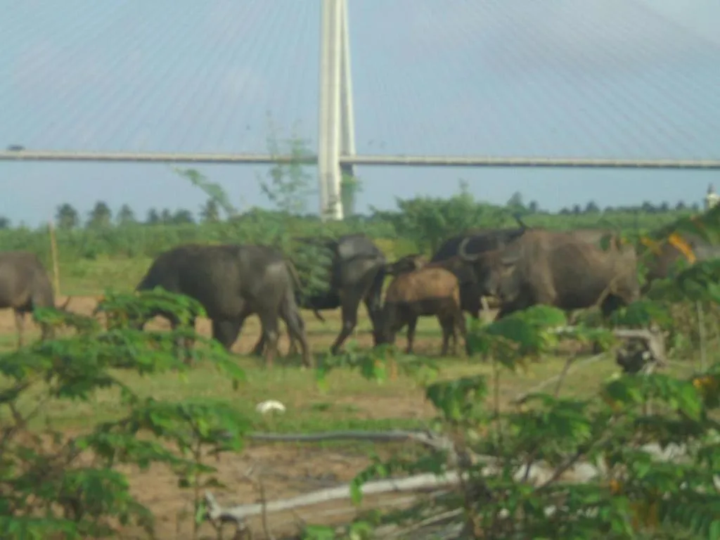 My Hoa Mekong Homestay