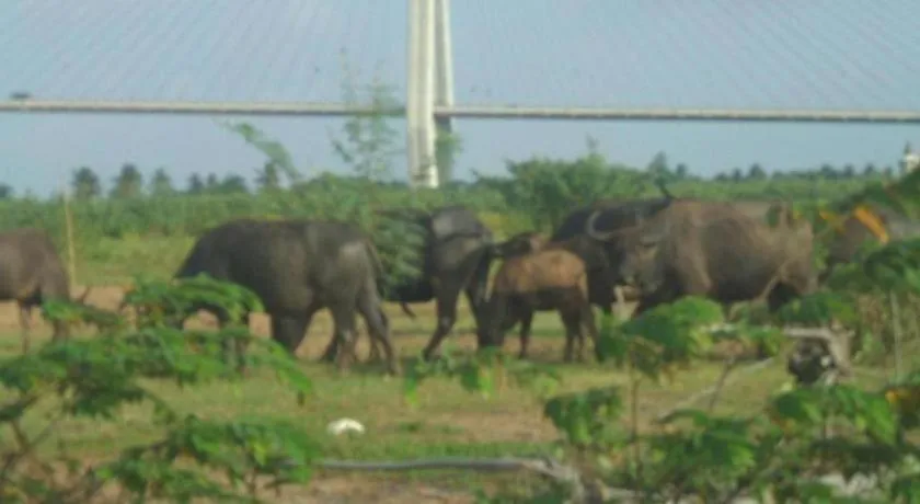 My Hoa Mekong Homestay