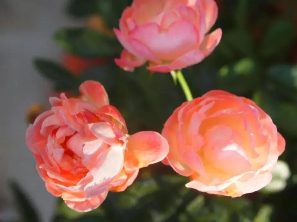 Maesai Holic Lodge Maesai Holic Lodge