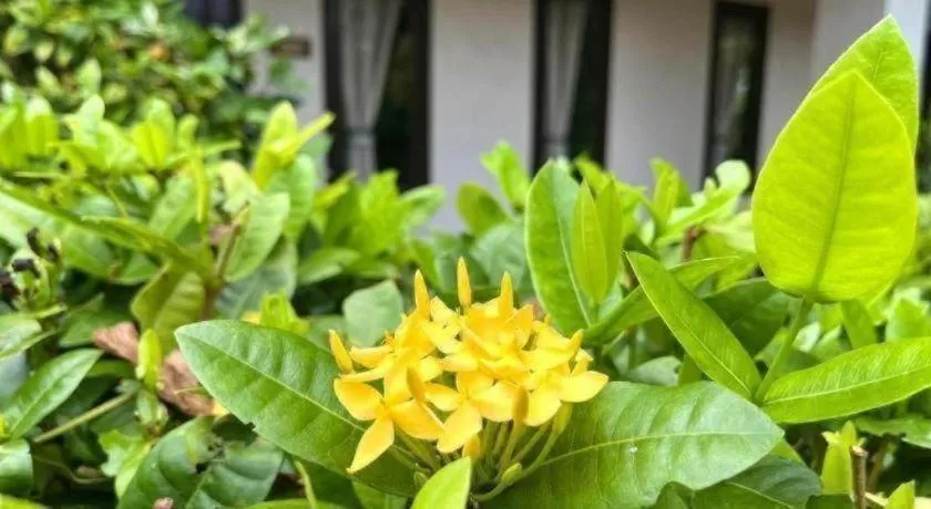 Baan Chuengkao Resort