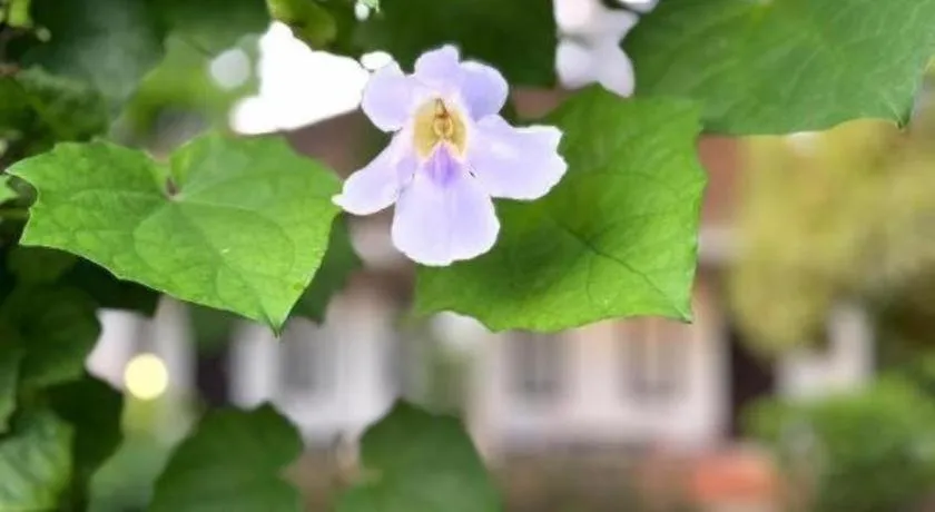 Baan Chuengkao Resort