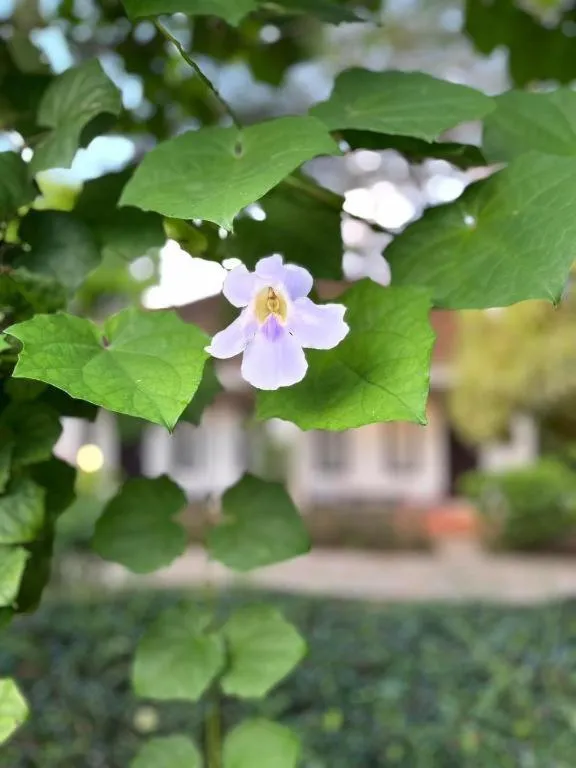 Baan Chuengkao Resort