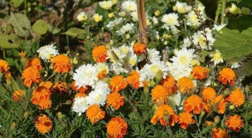 Mystique Highland Resort