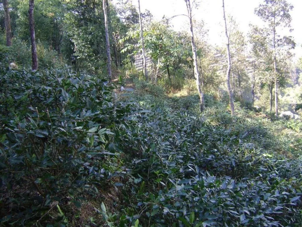 Mystique Highland Resort