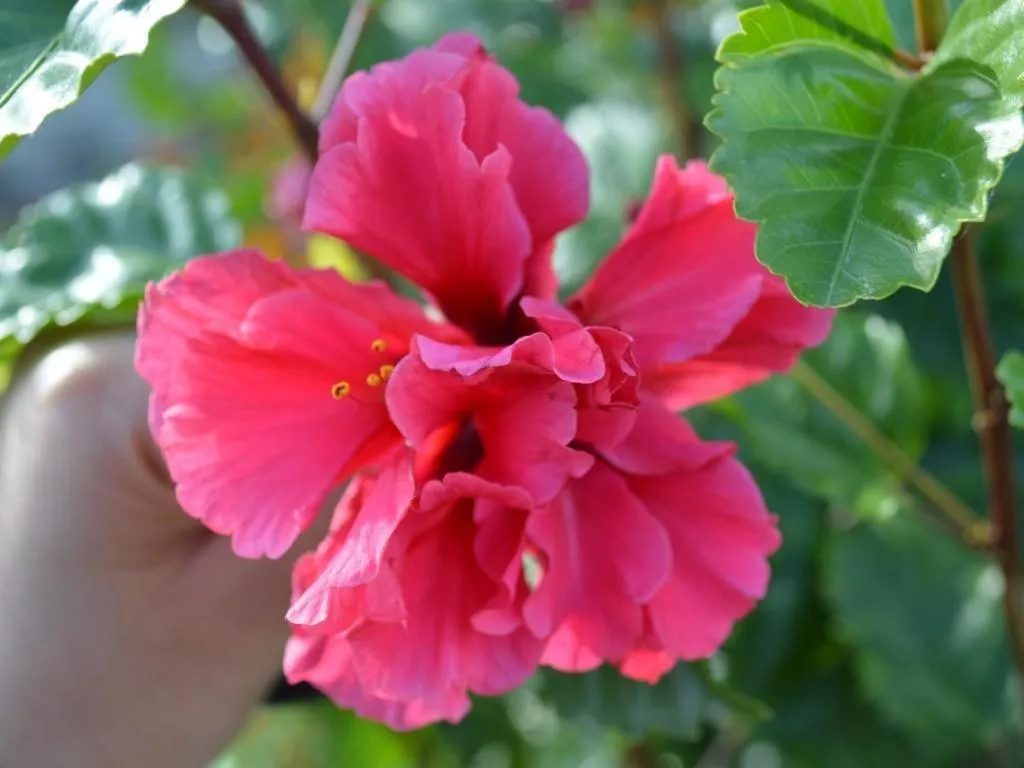 Mystique Highland Resort