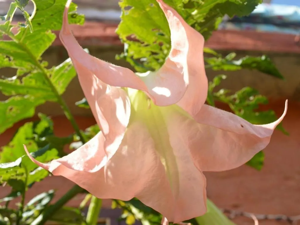 Mystique Highland Resort