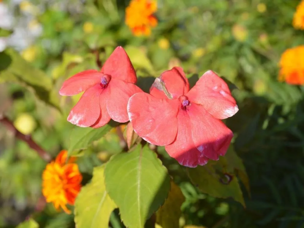 Mystique Highland Resort