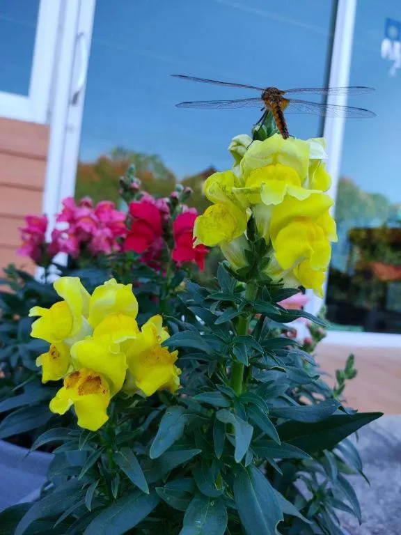 Jit Dee Home Khao Kho