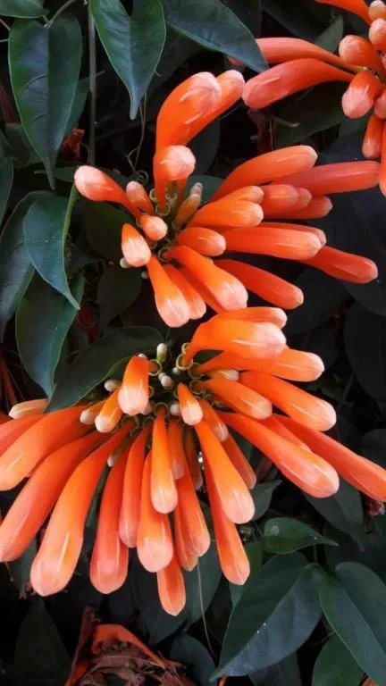 Jit Dee Home Khao Kho