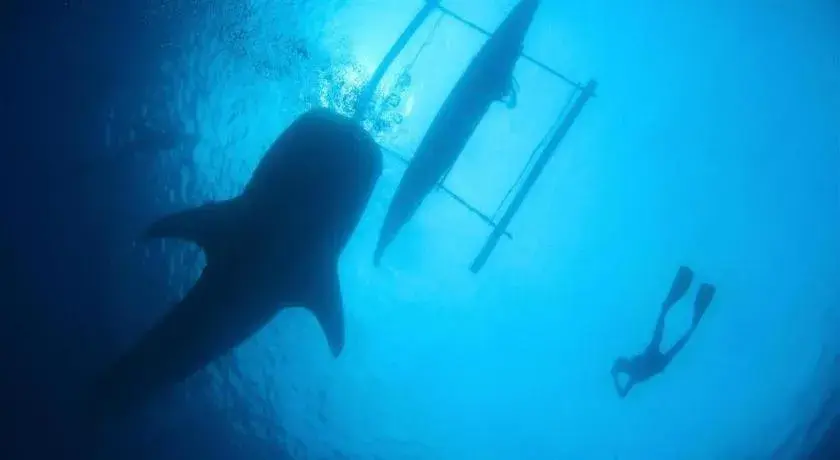 Joaquim's Lodge Joaquim's Lodge