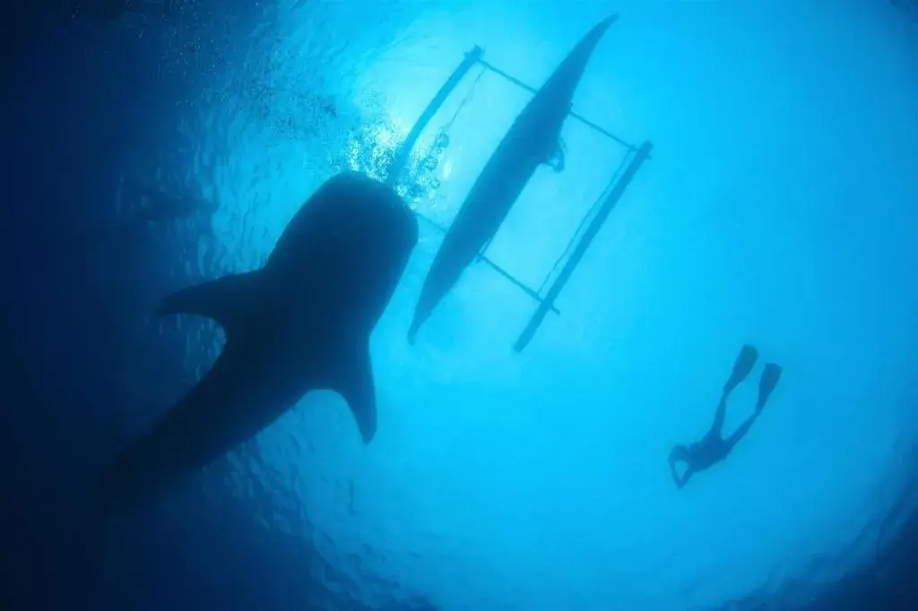 Joaquim's Lodge Joaquim's Lodge