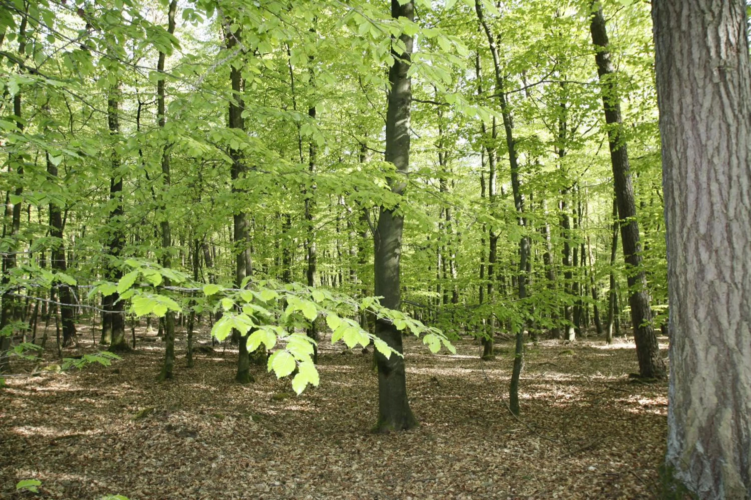 Natural landscape in Gasthaus Pension Geimer