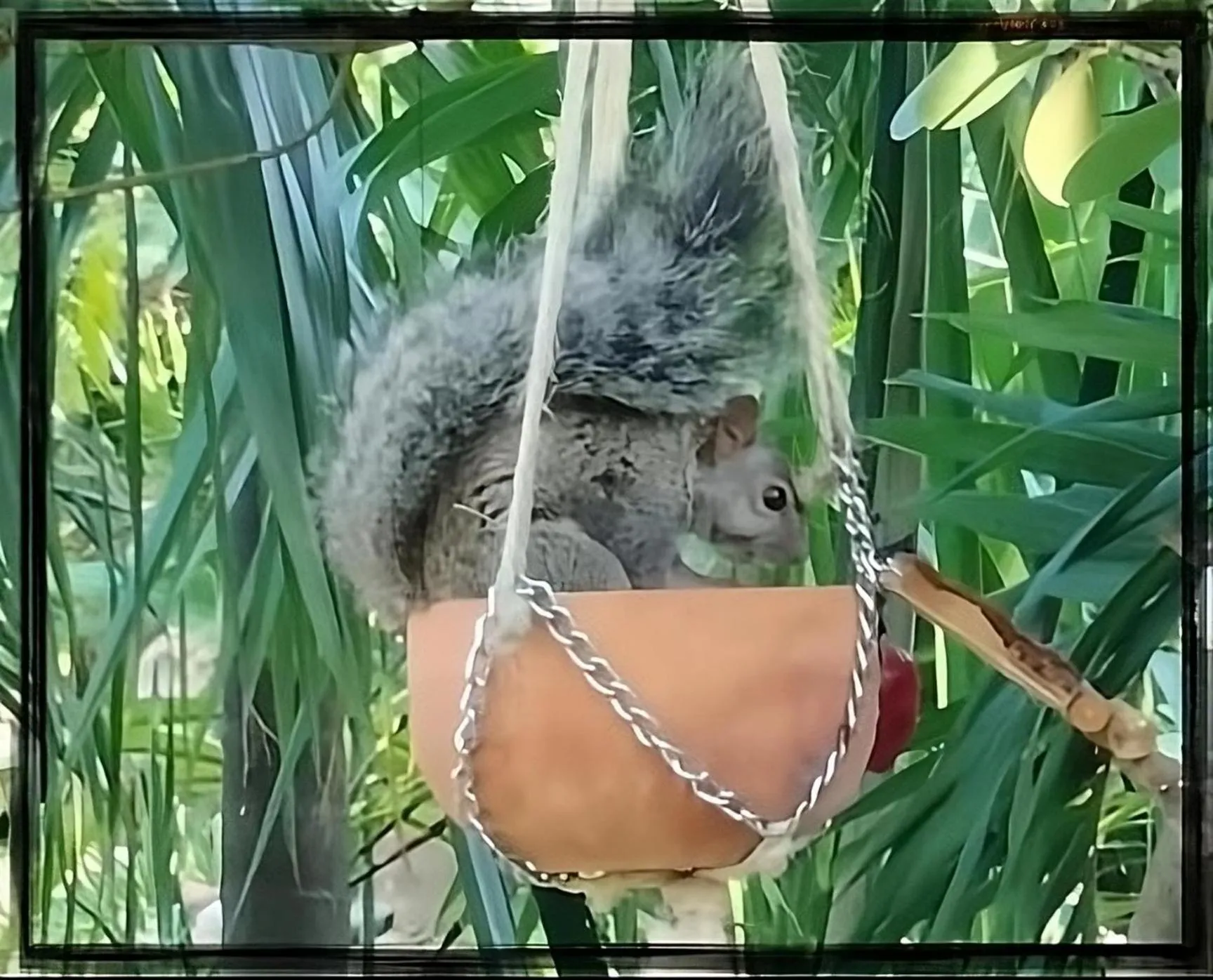 Animals in Zamunda Garden View