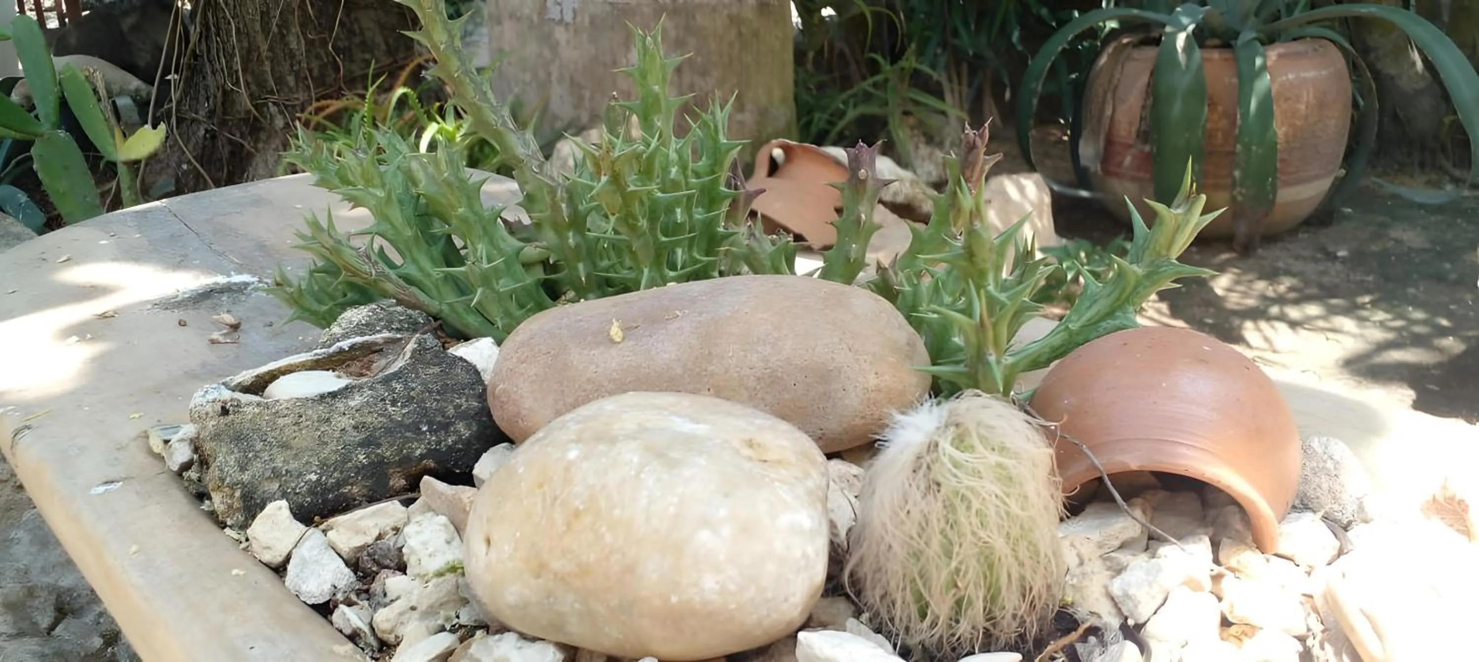 Garden in Zamunda Garden View