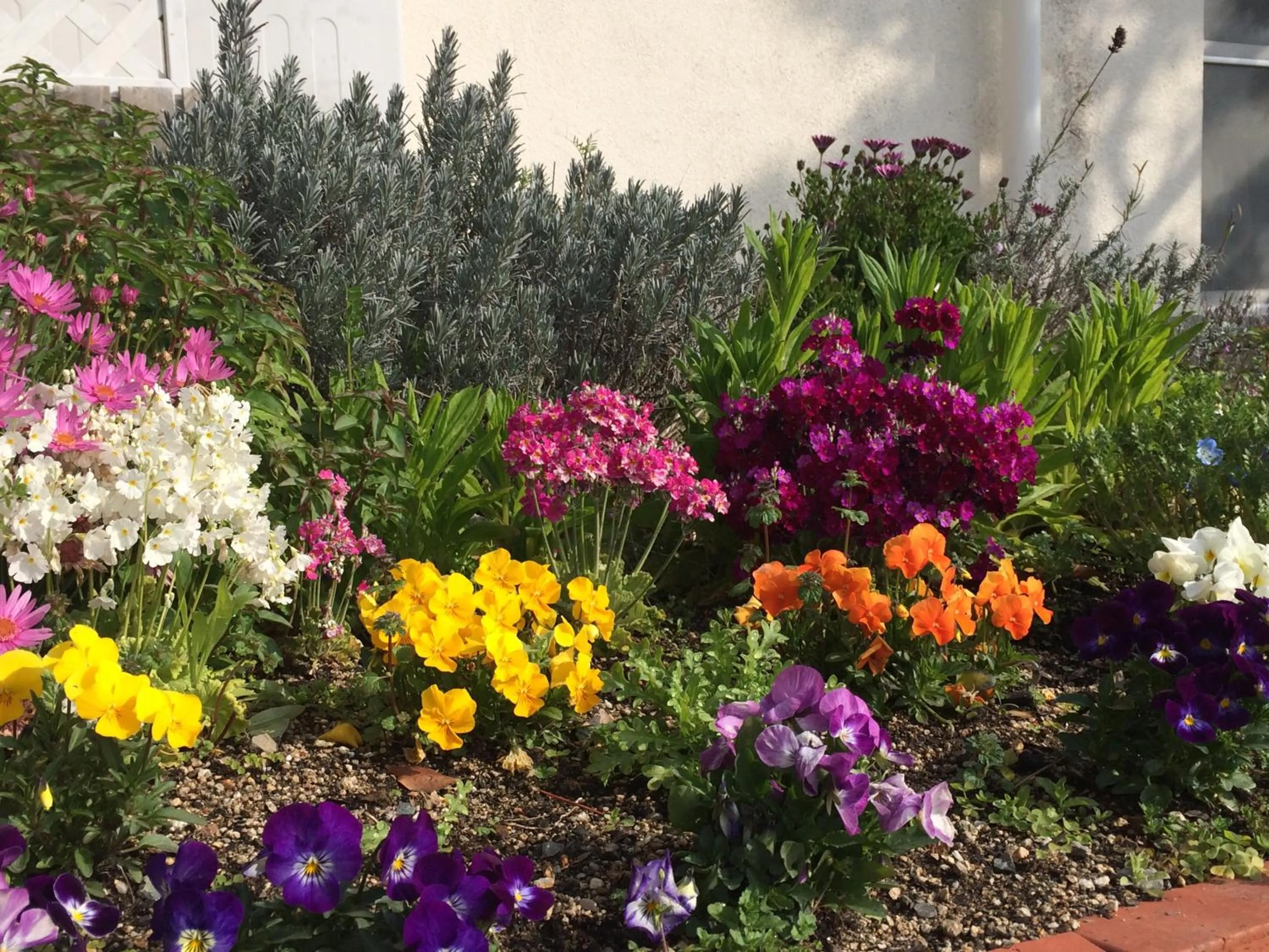 Garden in Shodoshima Olive Youth Hostel