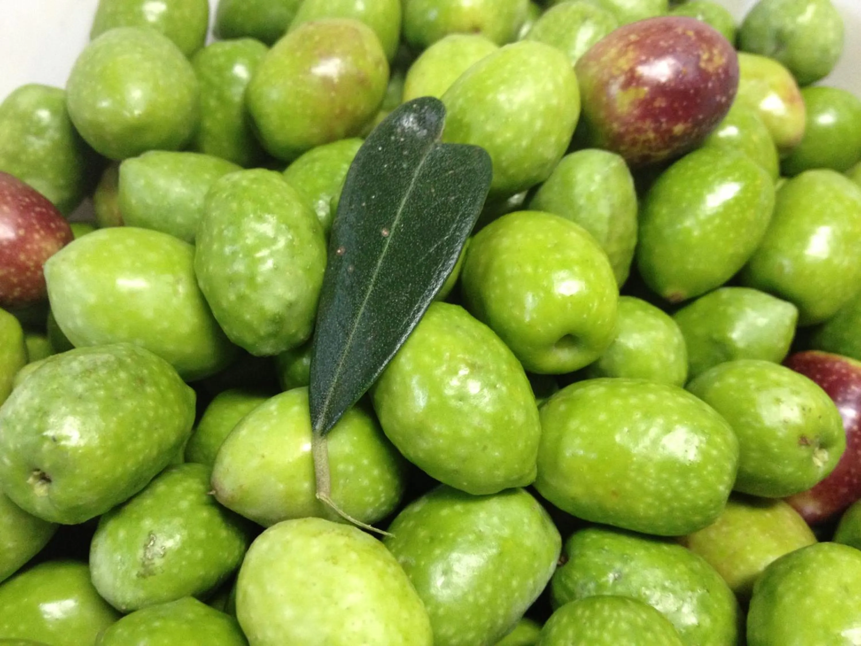 Other in Shodoshima Olive Youth Hostel