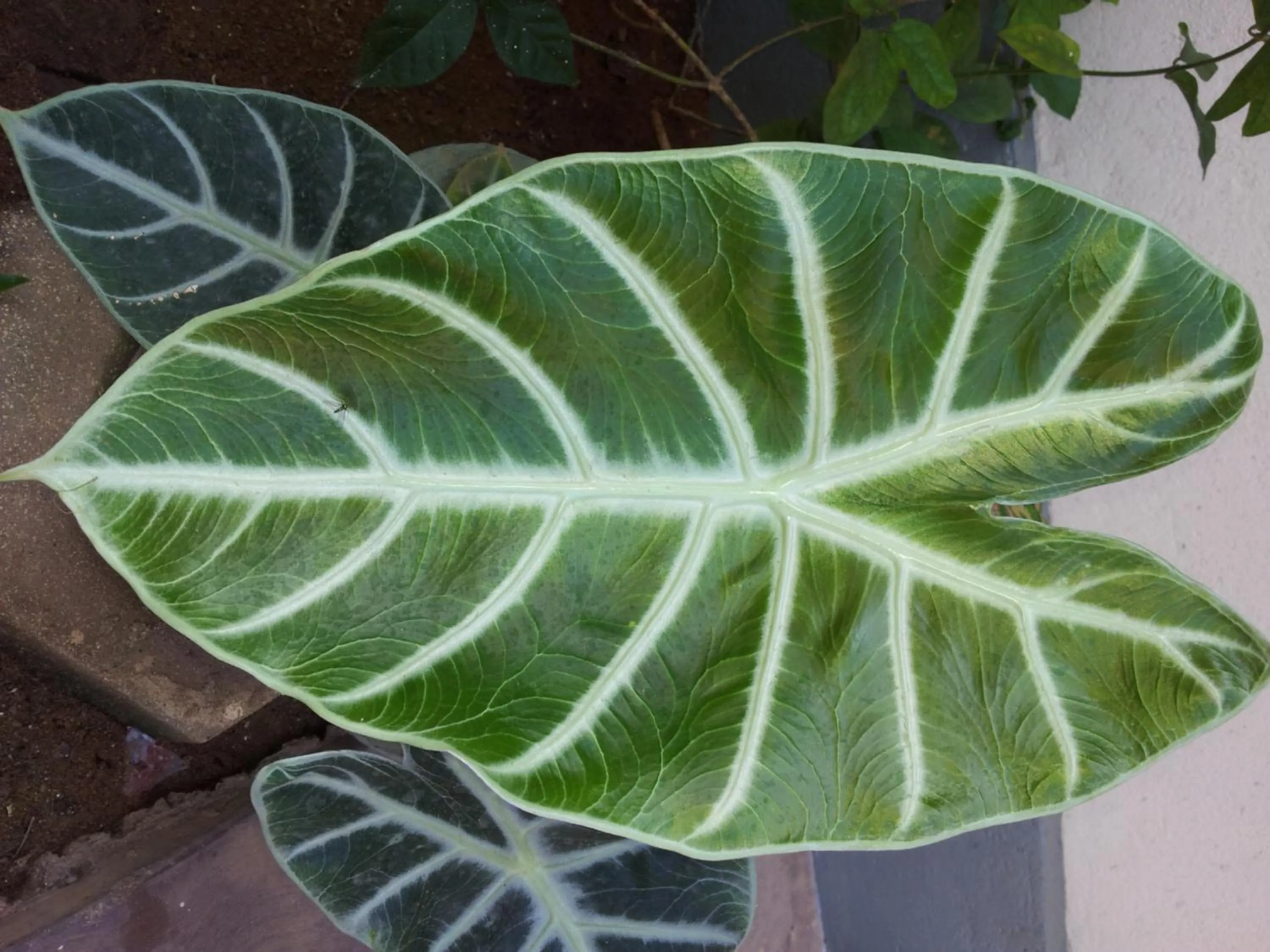 Garden in Janishi Residencies