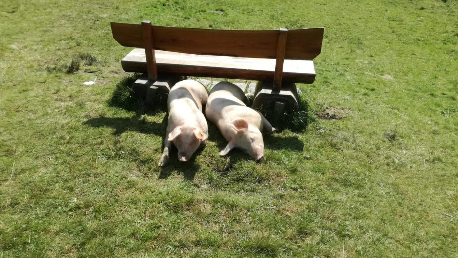 Animals in Pension Schlossberg