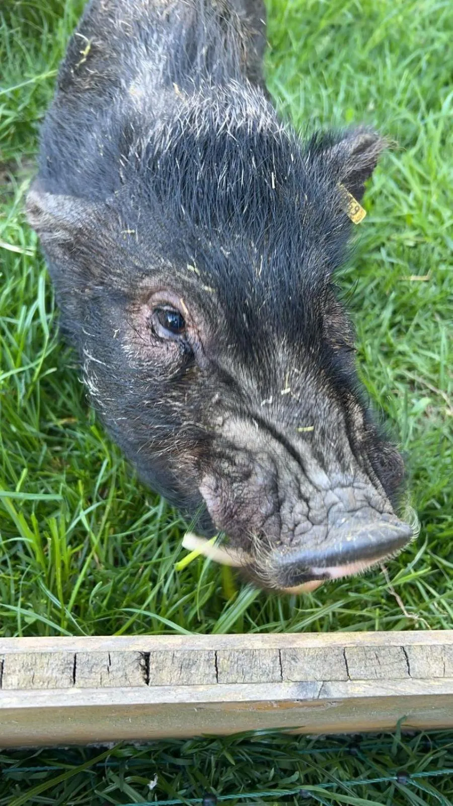 Pets in Pension Schlossberg