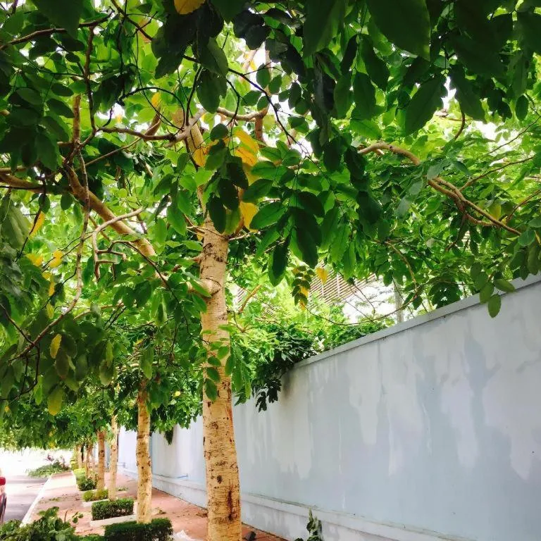 Reasmey Cheanich Hotel