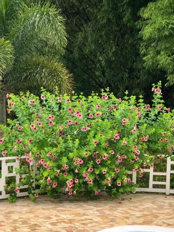 Gold Nugget Hotel Gold Nugget Hotel