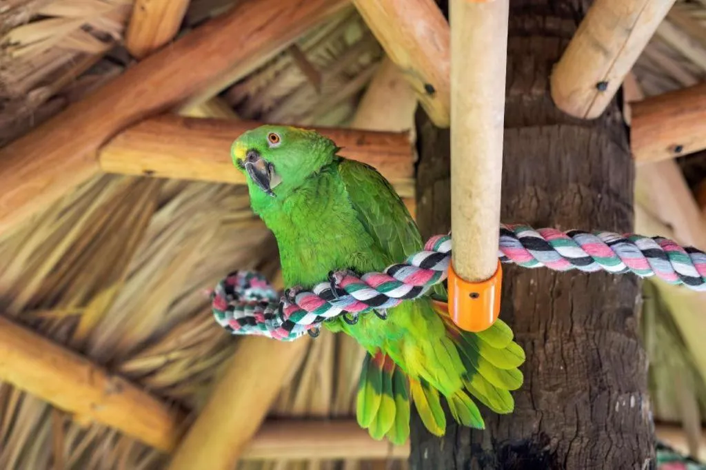 Best Western Plus Beach Resort