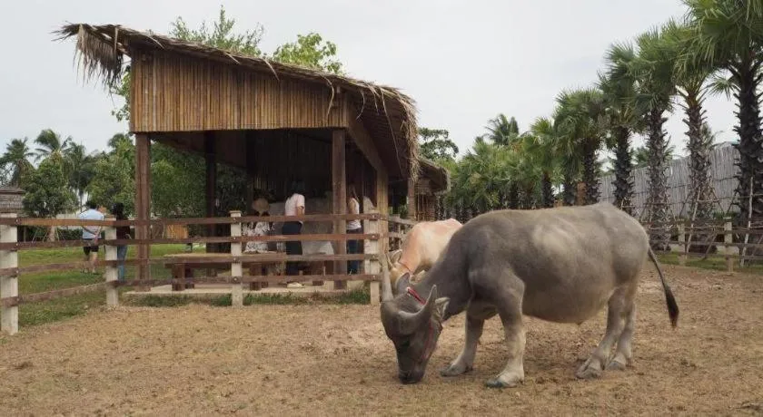 The Buffalo Amphawa