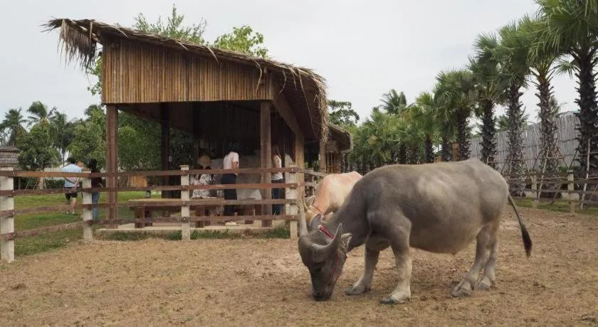 The Buffalo Amphawa