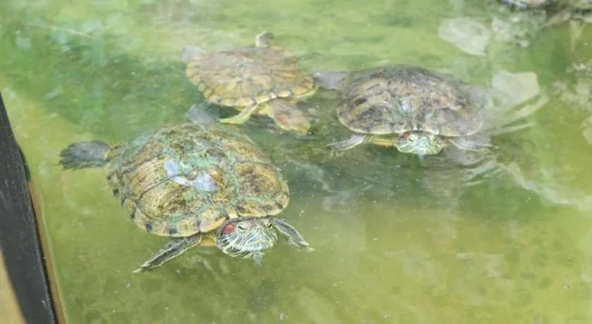 Kamala Tropical Garden Hotel