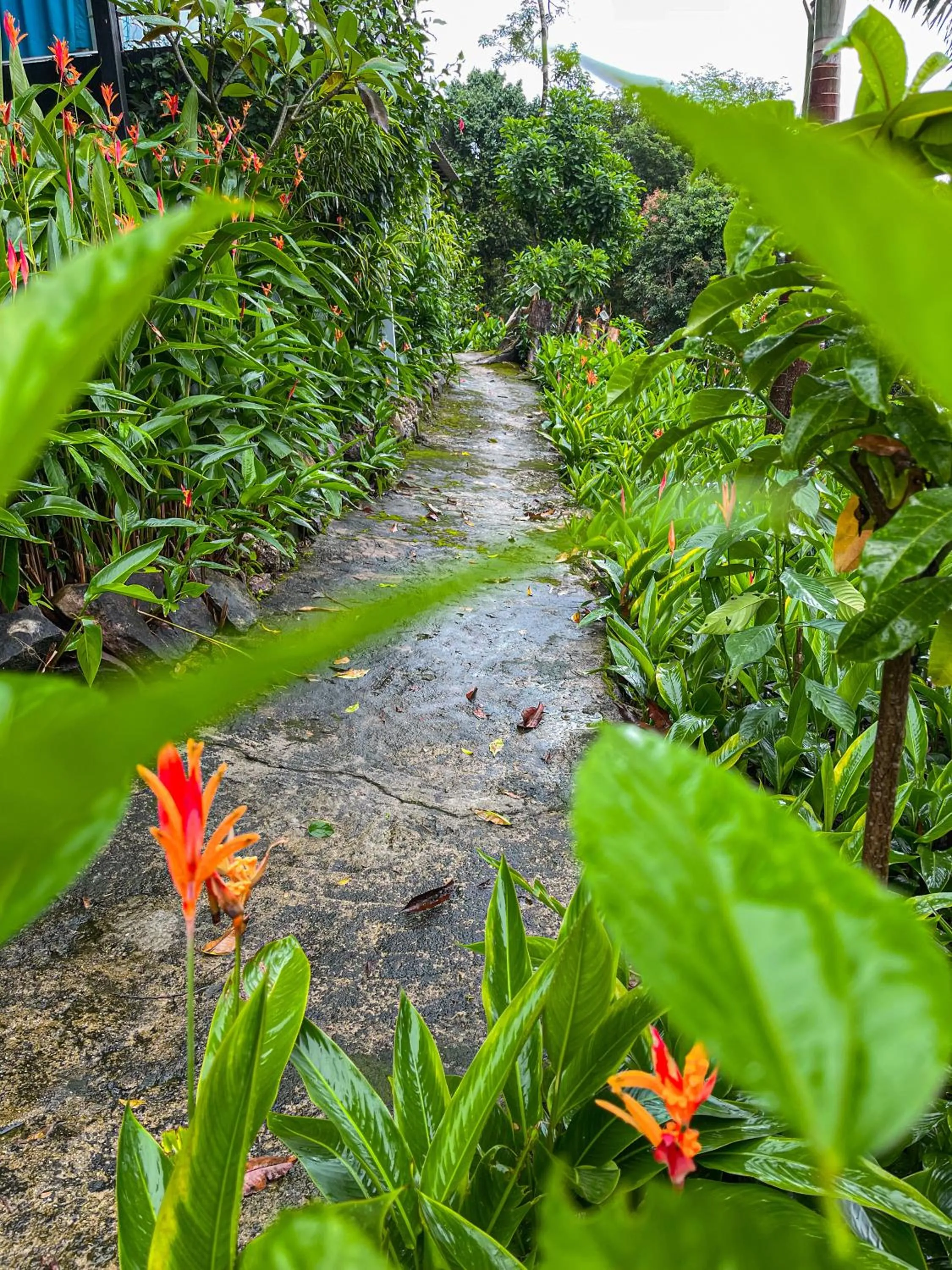 Garden in Ocean Lounge Bungalow