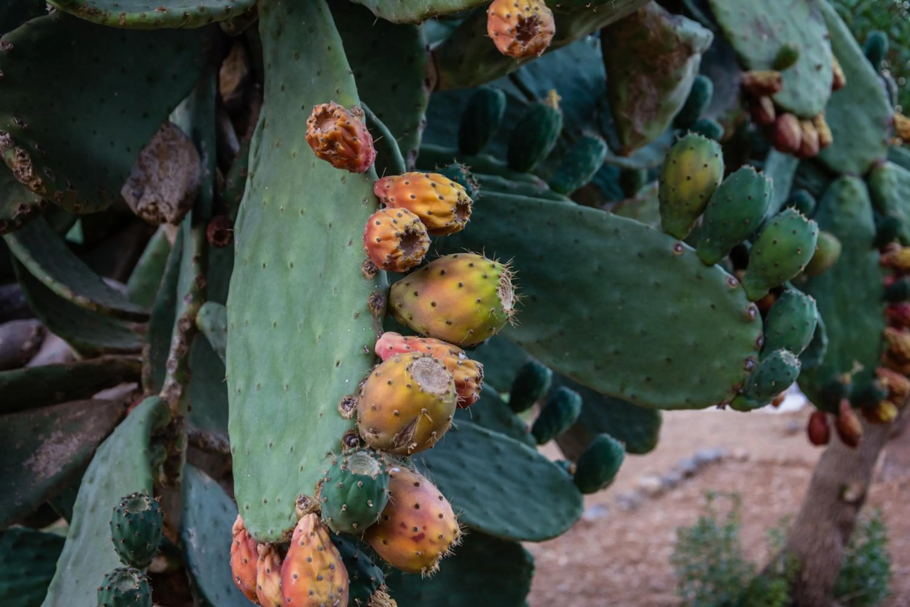 Other in Nereides Hotel