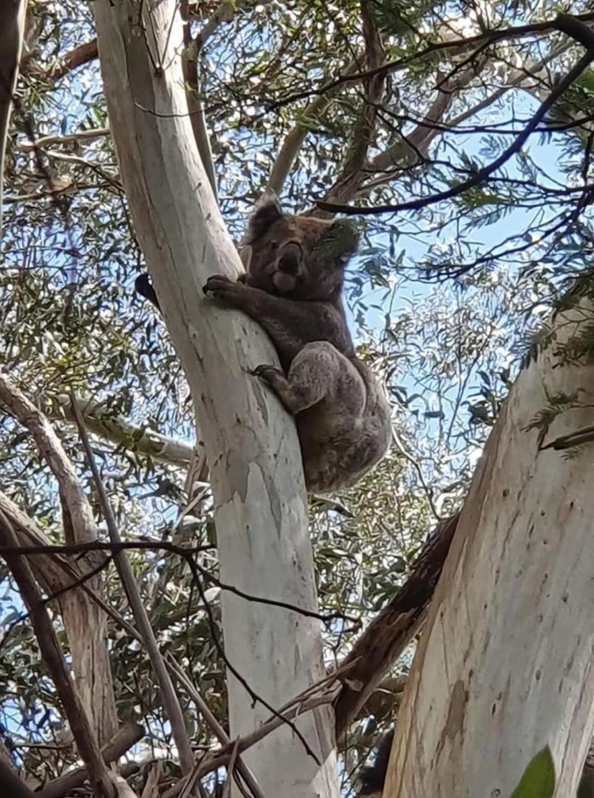 Natural landscape in Wilsons Promontory Motel