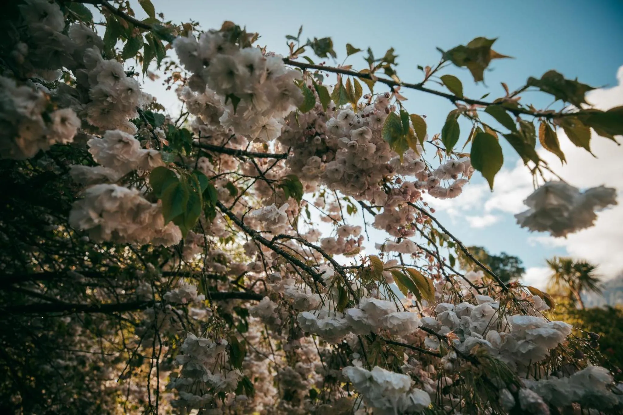 Spring in Ropatinis Bed & Breakfast