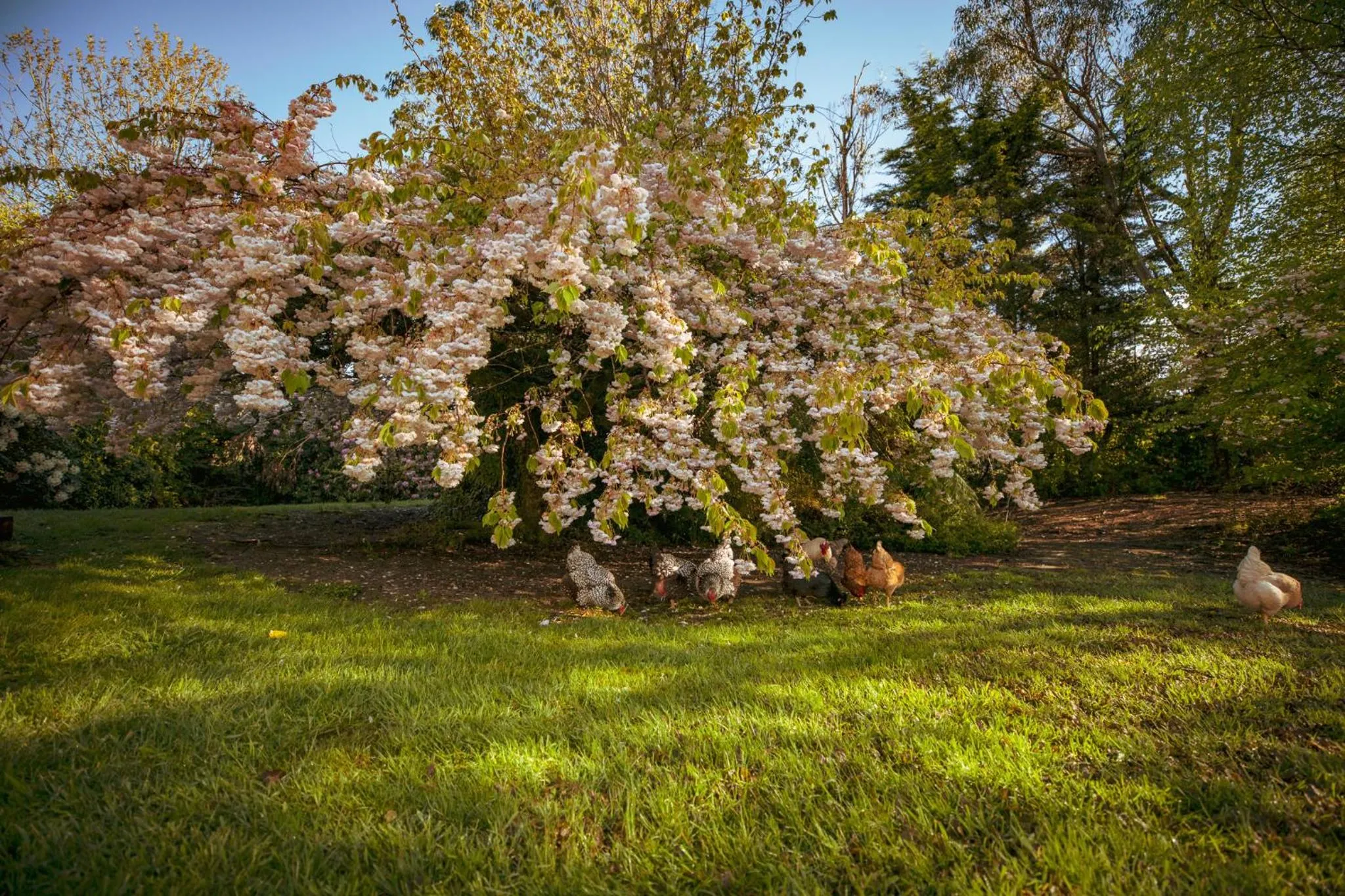Spring in Ropatinis Bed & Breakfast