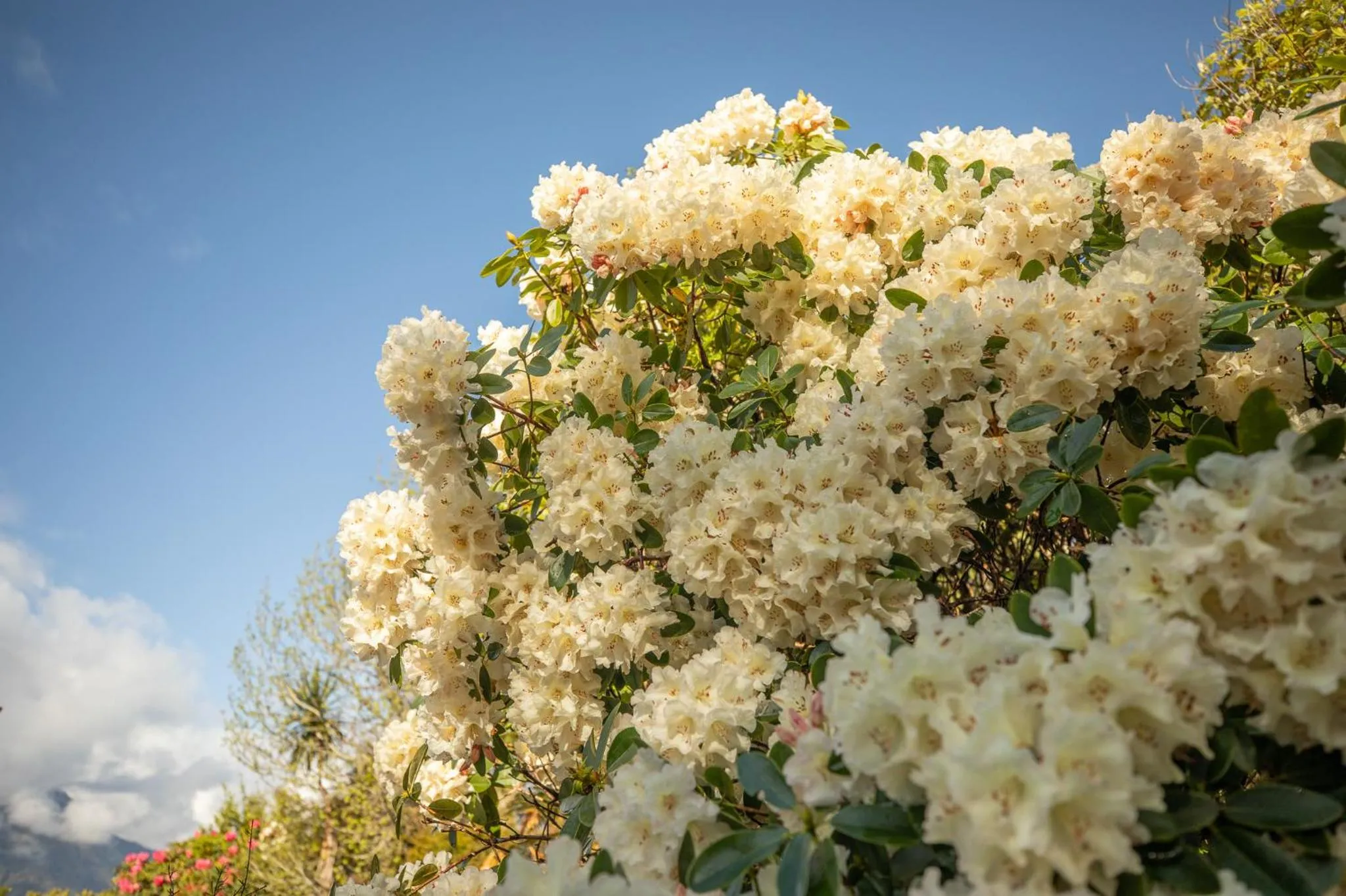 Spring in Ropatinis Bed & Breakfast