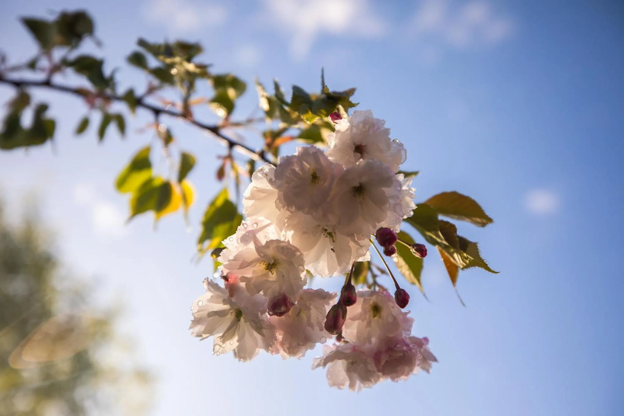 Spring in Ropatinis Bed & Breakfast