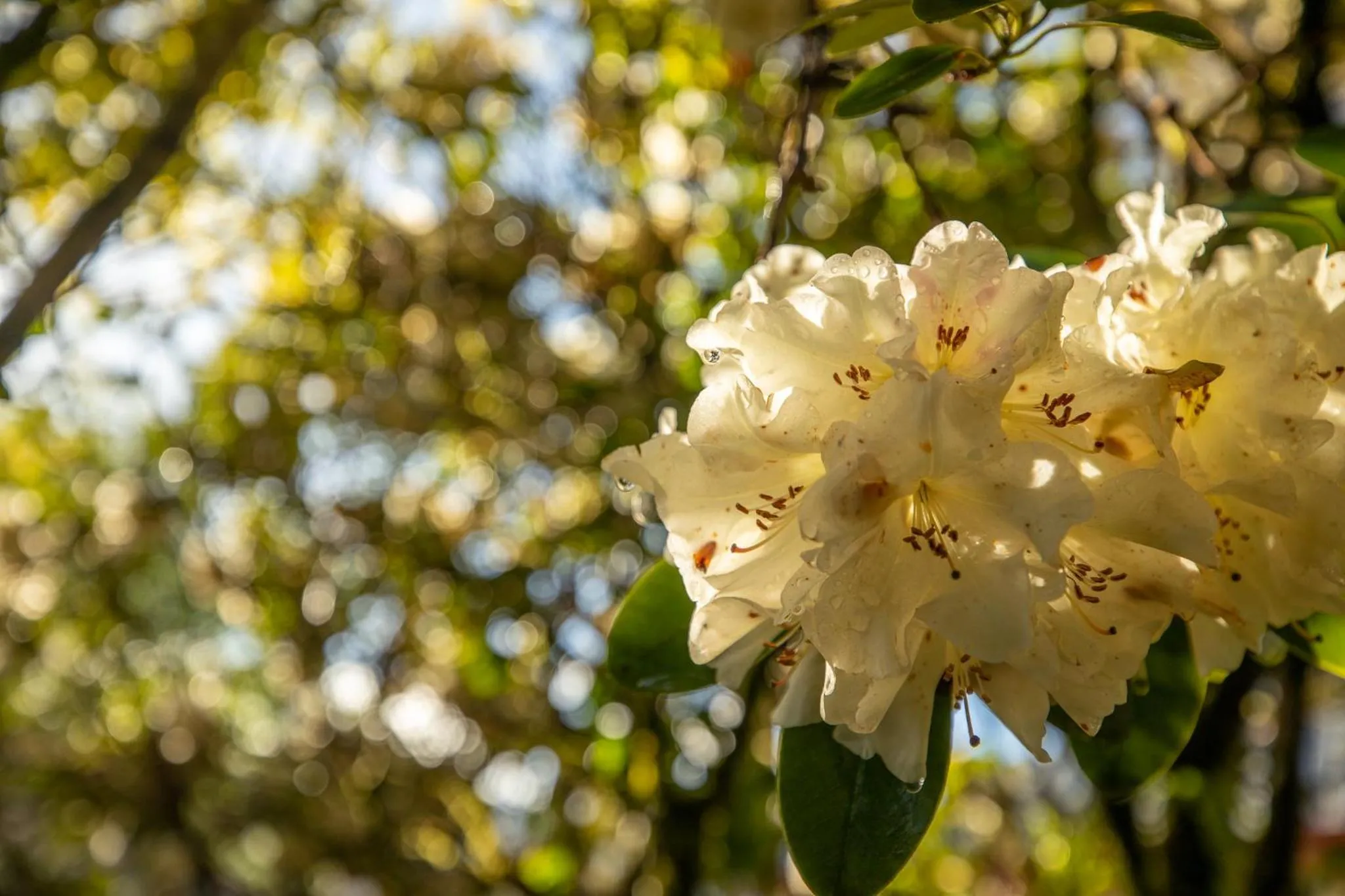Spring in Ropatinis Bed & Breakfast