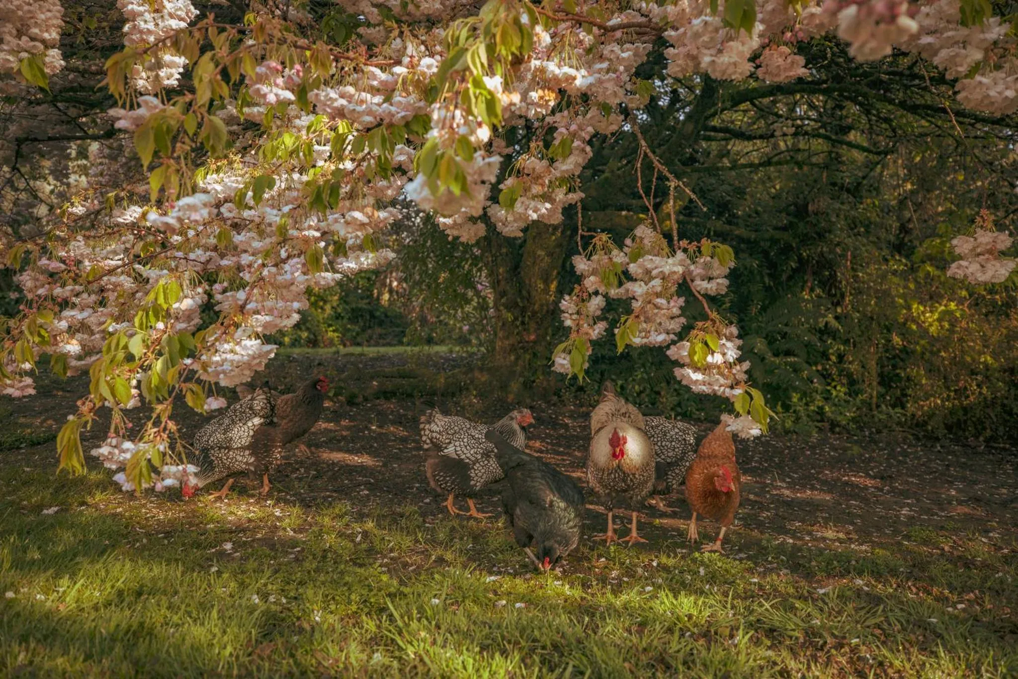 Spring in Ropatinis Bed & Breakfast