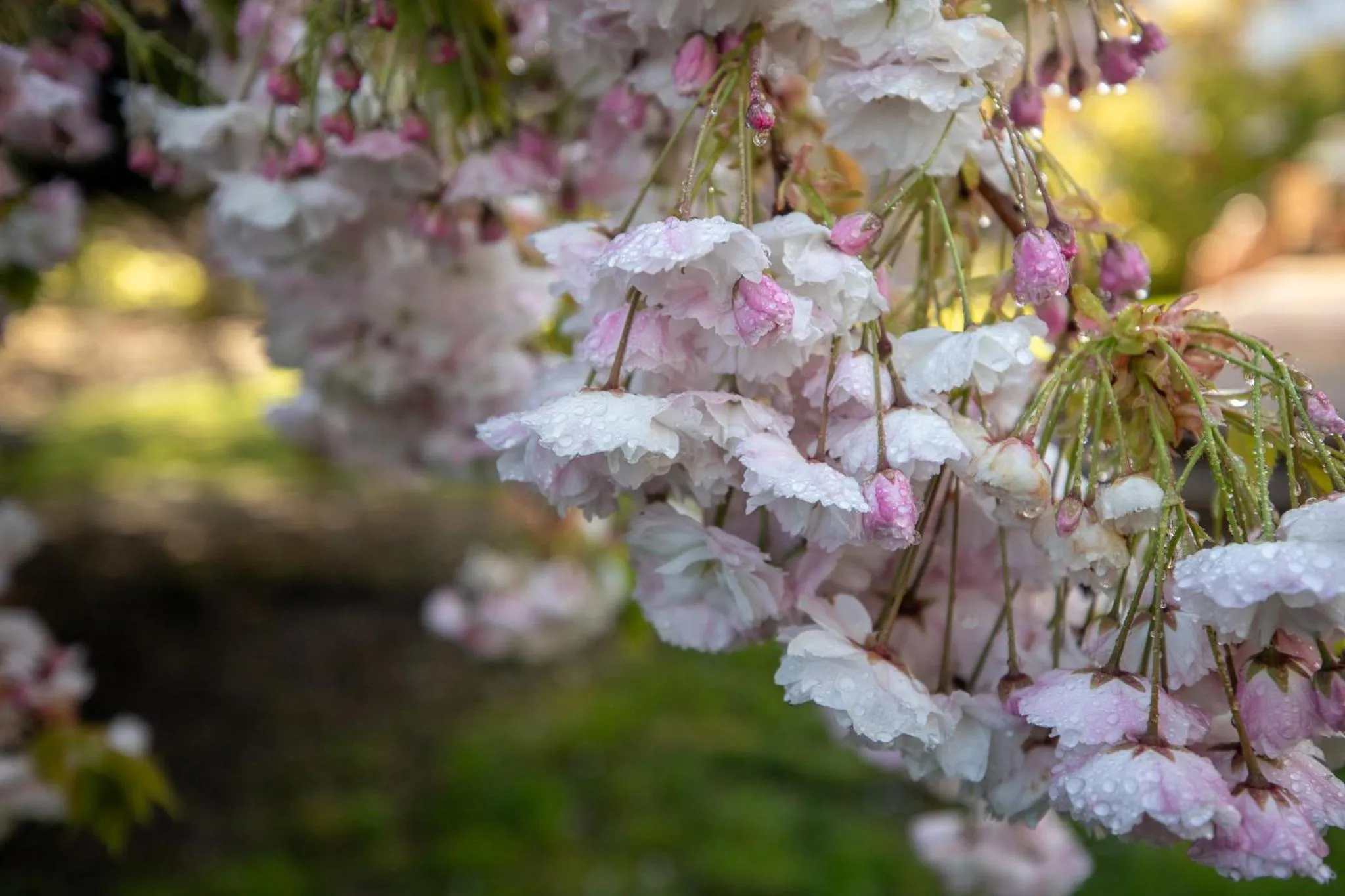 Spring in Ropatinis Bed & Breakfast