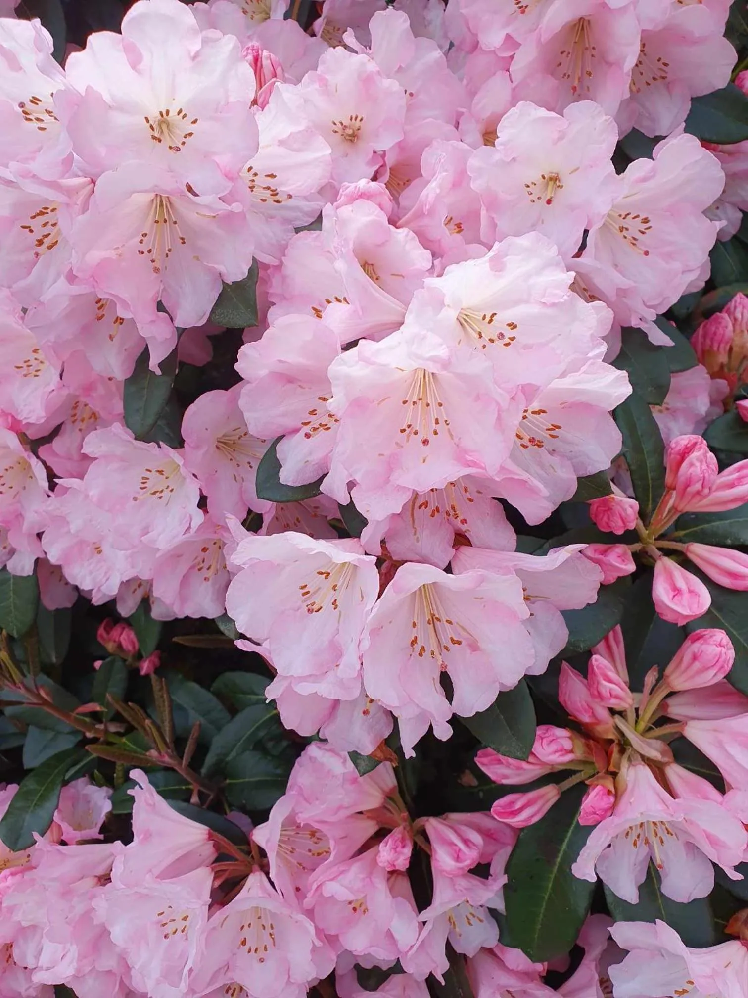 Spring in Ropatinis Bed & Breakfast