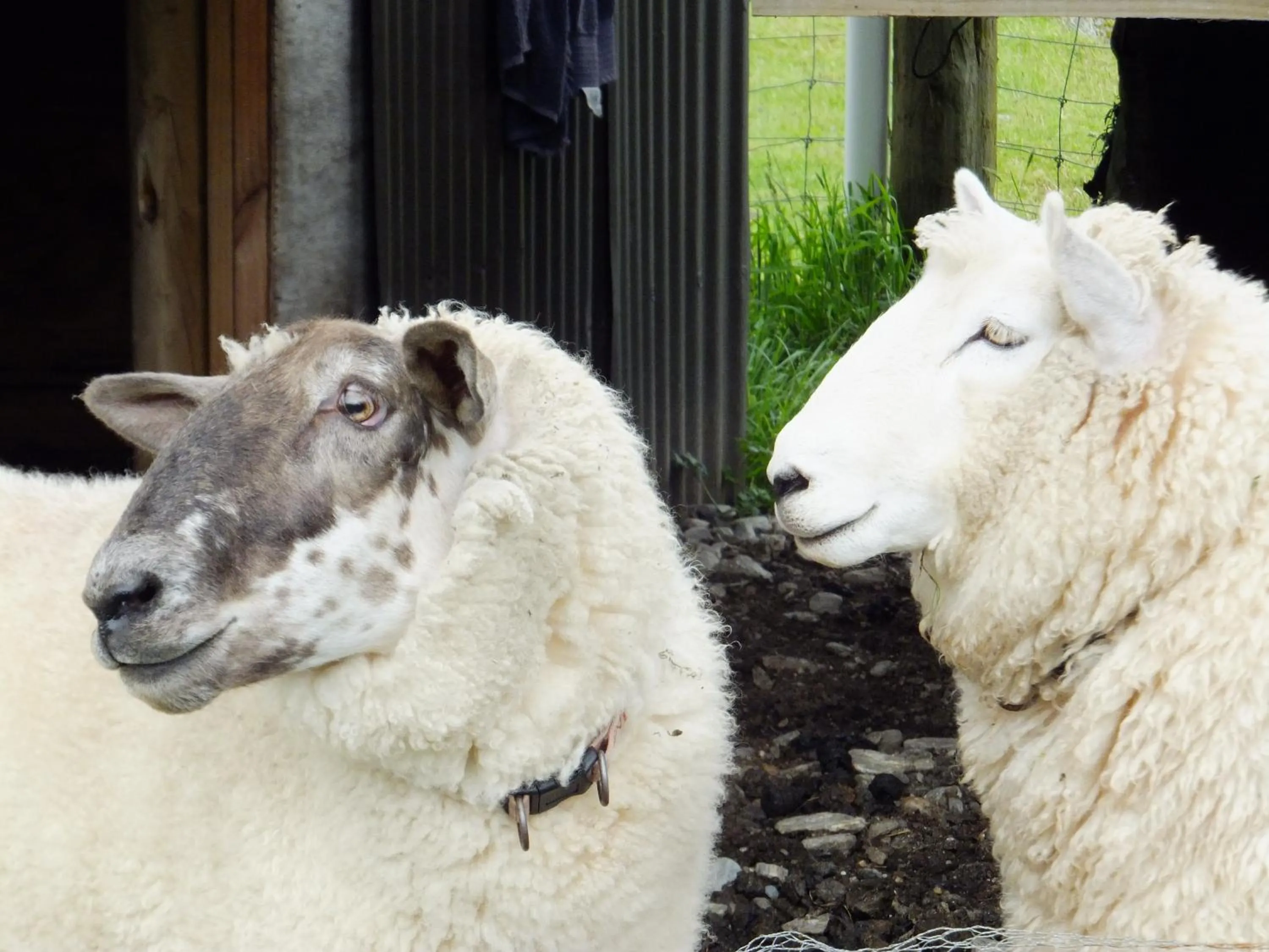 Animals in Ropatinis Bed & Breakfast
