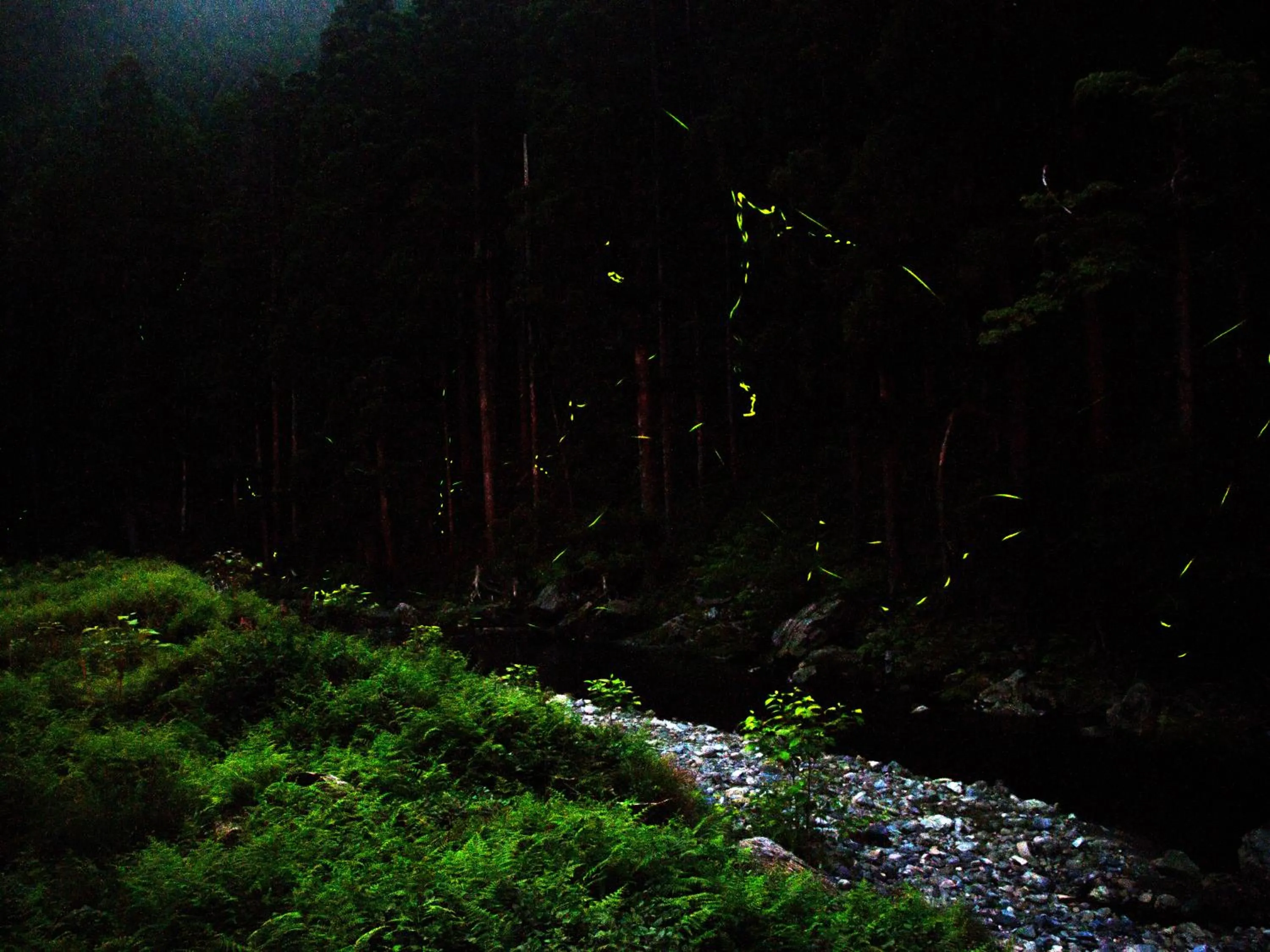 Summer in Miyama Nature and Culture Village Kajikaso