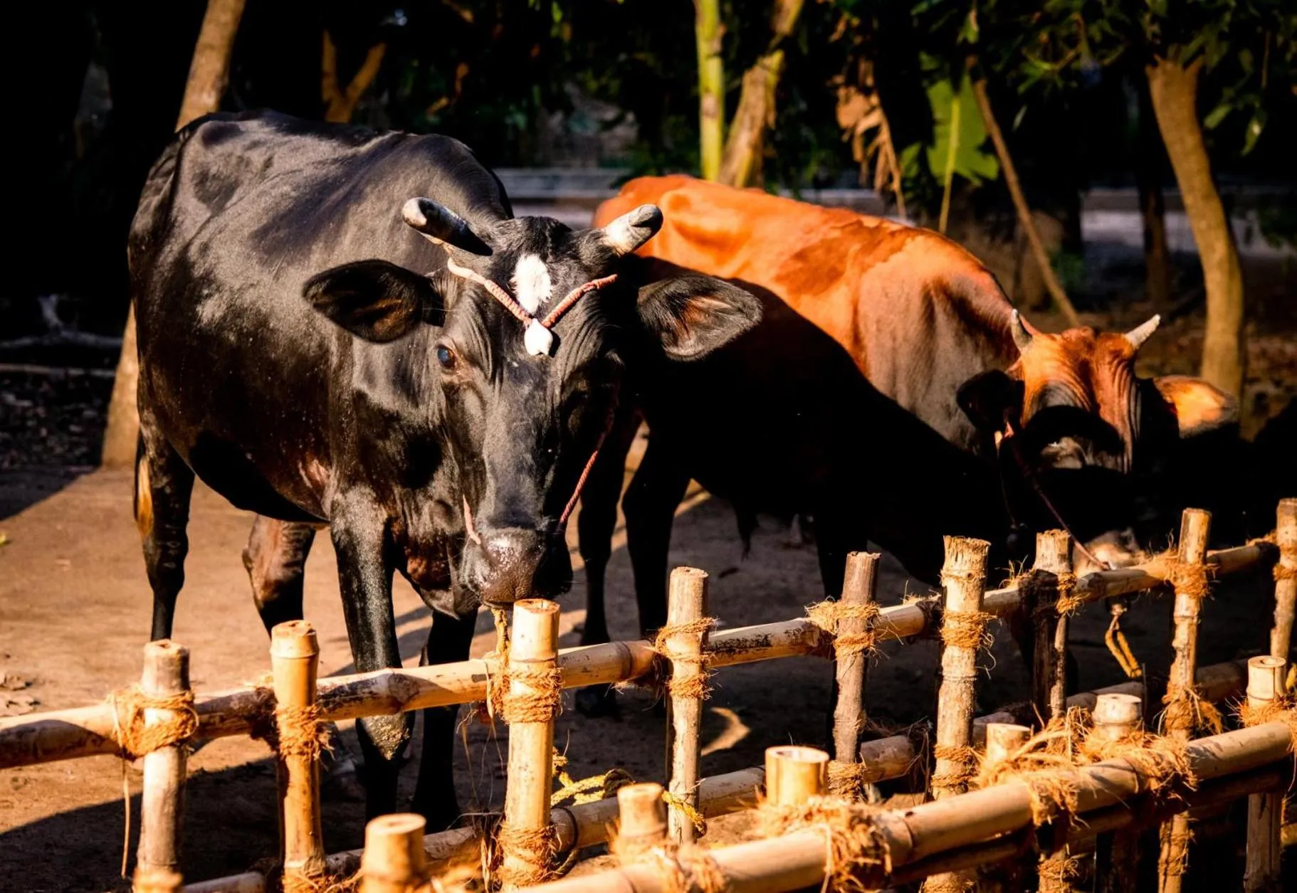 Animals in Hotel Sadhabishegam