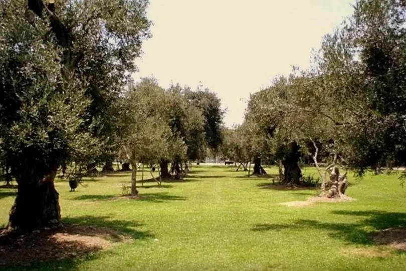 Day in B&B El Olivar