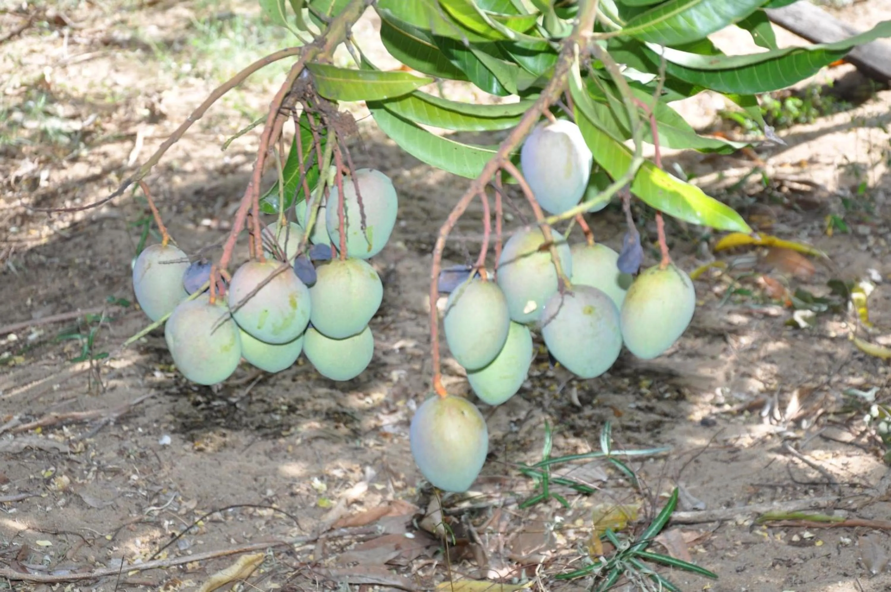 Garden in AKR Hotel Kilinochchi