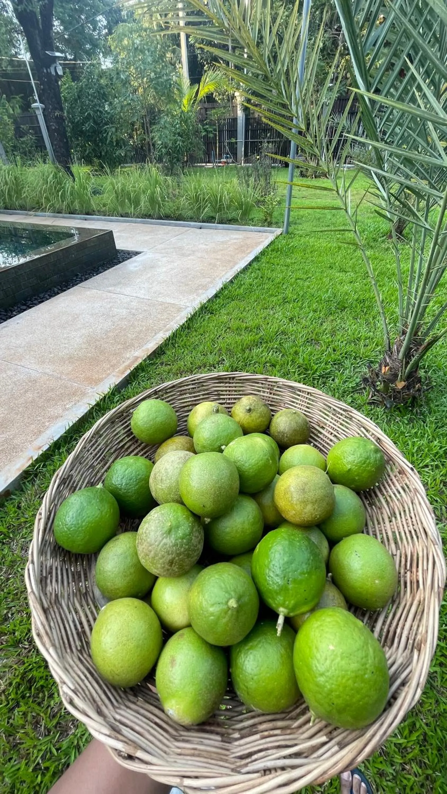 Garden in Mealy Villa