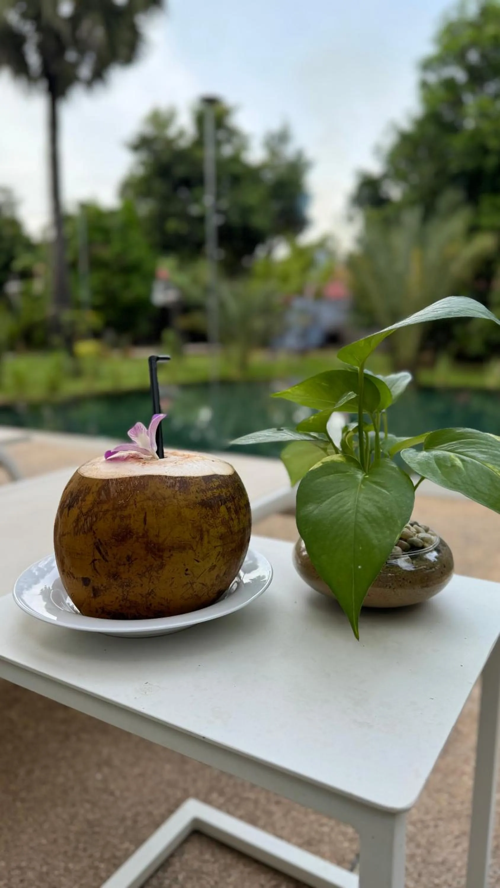 Garden view in Mealy Villa