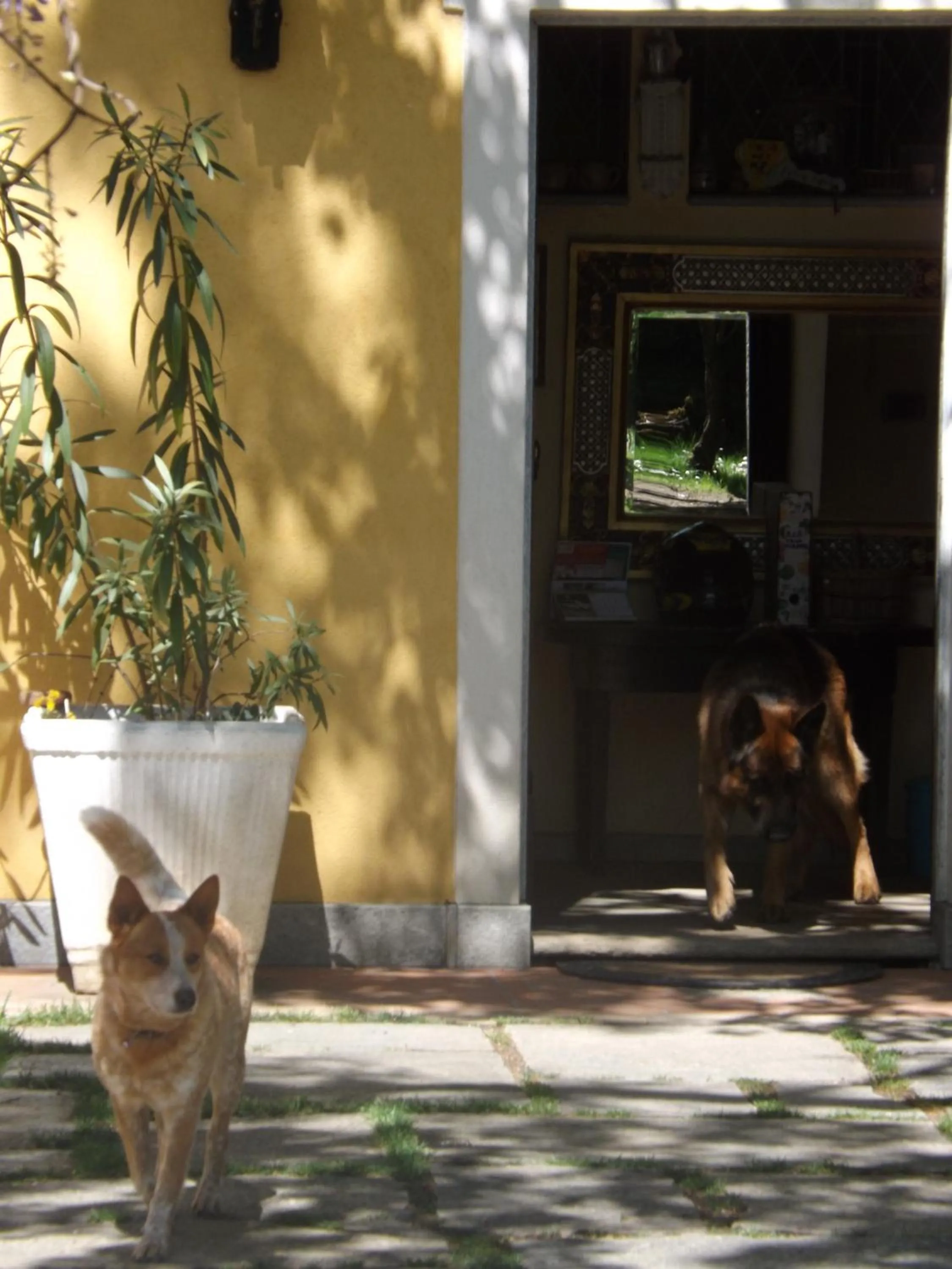 Pets in Villa Mirano Bed & Breakfast